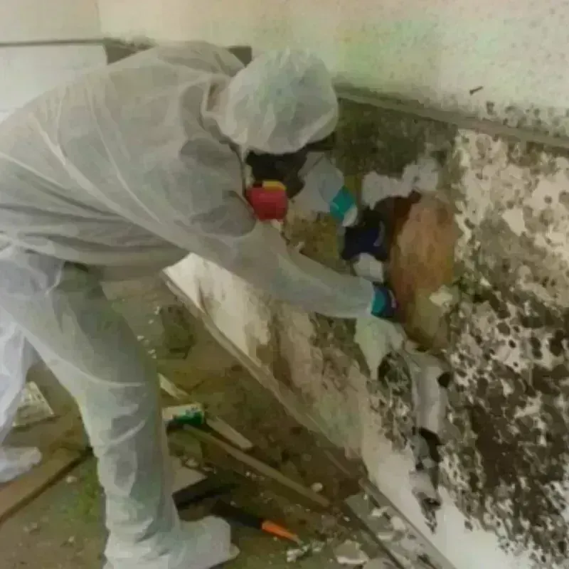 Mold Remediation and Removal in Tangipahoa Parish, LA